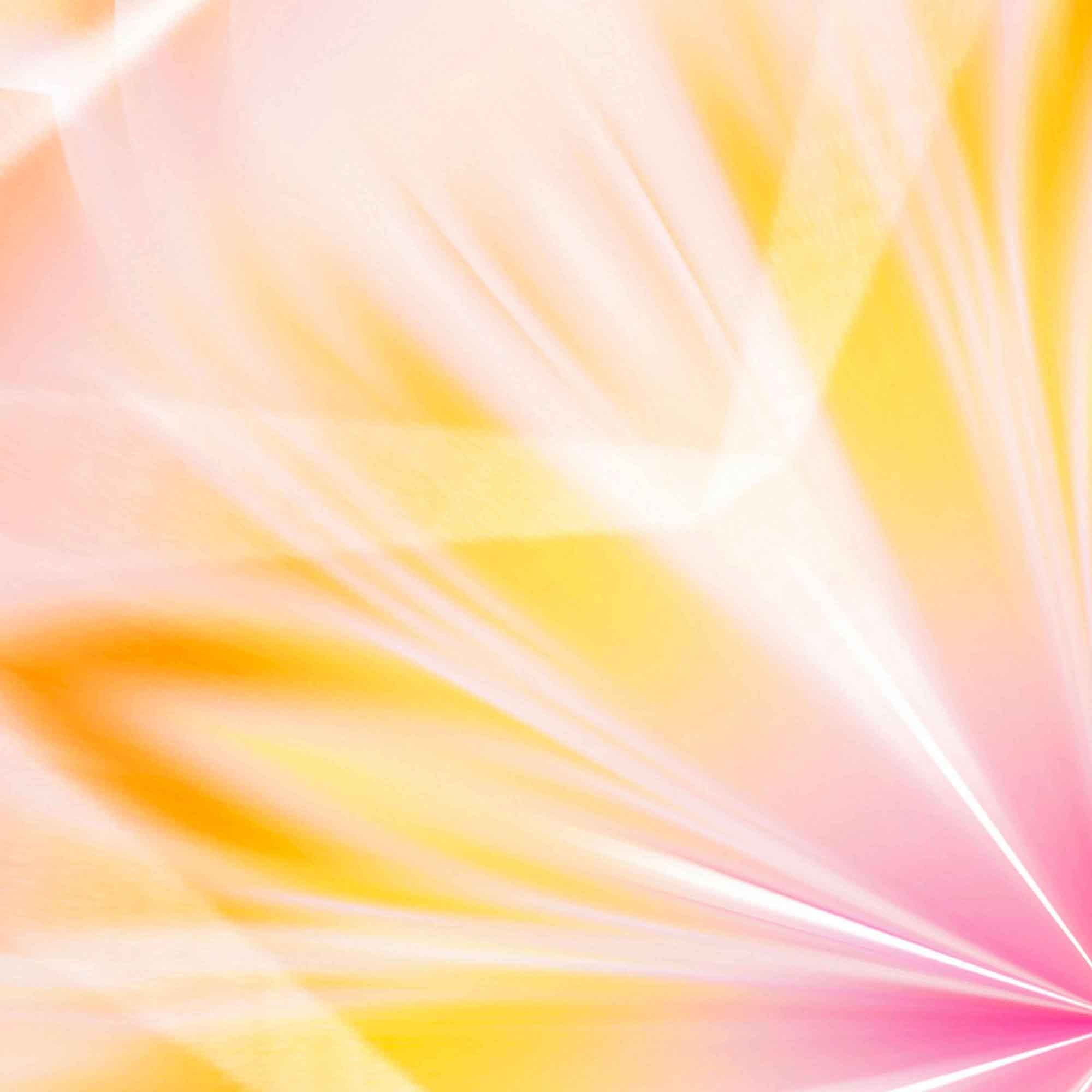 Sonnenblüte 2